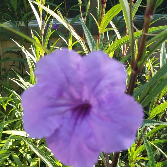 Meet your Posher, Tamara - Picture 3 of 3